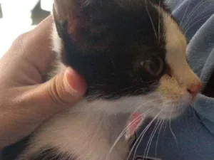 Gato raça  idade 2 a 6 meses nome Sacha