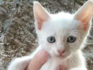 Gato raça  idade Abaixo de 2 meses nome sem nome