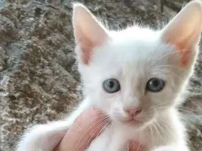 Gato ra a  idade Abaixo de 2 meses nome sem nome