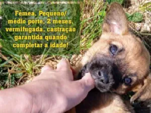 Cachorro raça SRD idade 2 a 6 meses nome Sem nome