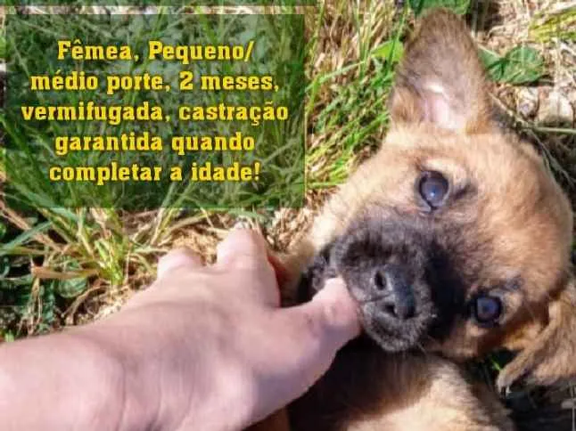 Cachorro raça SRD idade 2 a 6 meses nome Sem nome