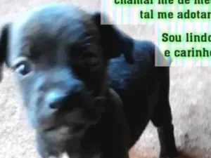 Cachorro raça SRD idade 2 a 6 meses nome Sem nome