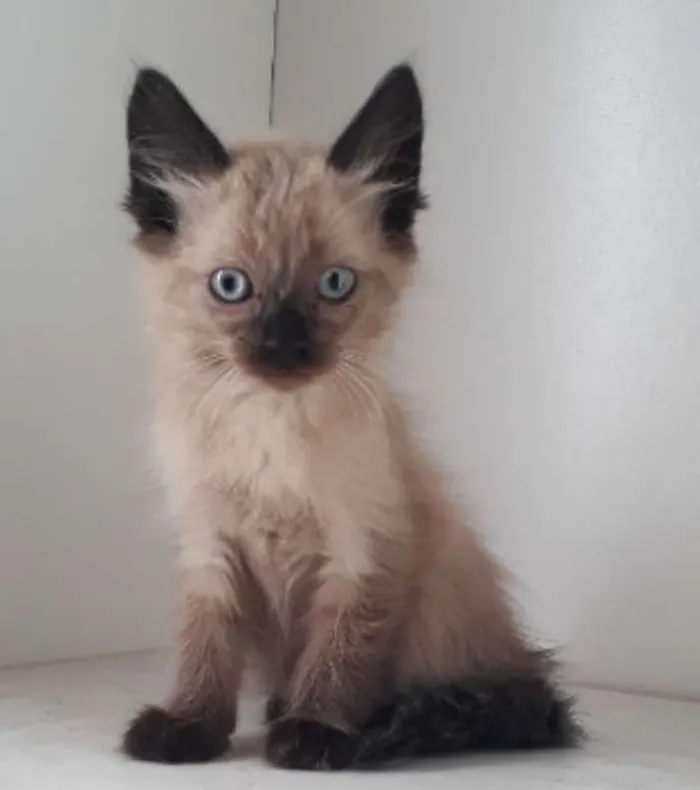 Gato ra a SRD idade Abaixo de 2 meses nome LULY