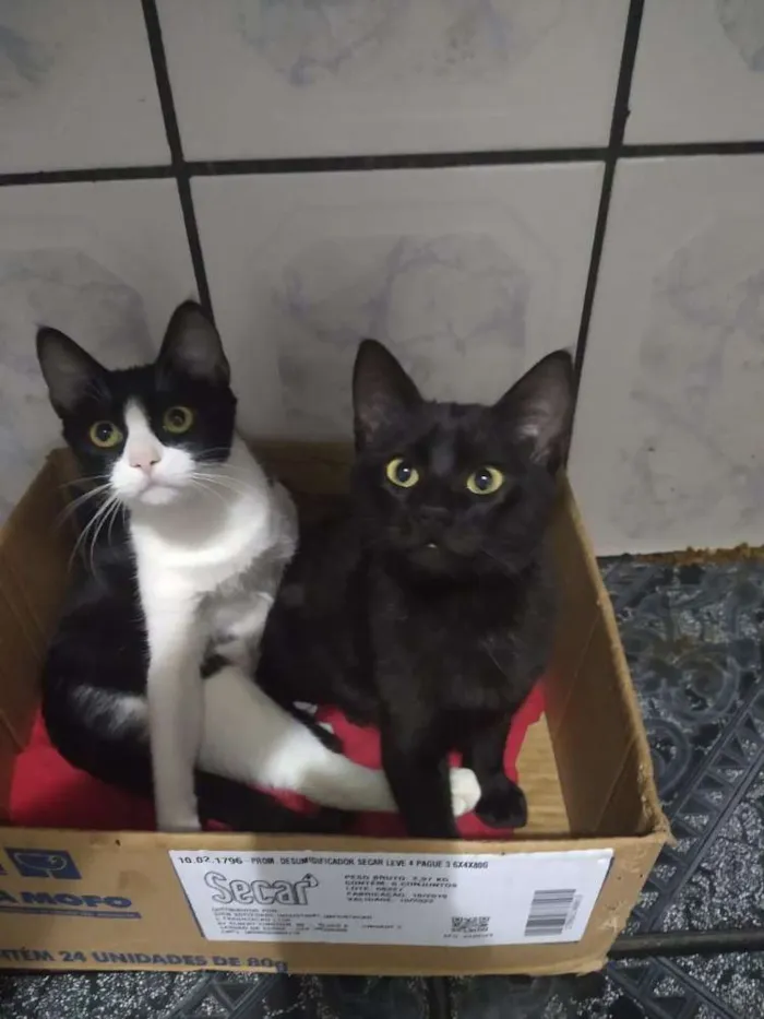 Gato ra a SRD idade 2 a 6 meses nome Sem nome