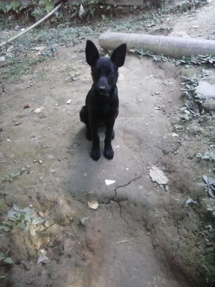 Cachorro ra a SRD idade 2 a 6 meses nome Belinha