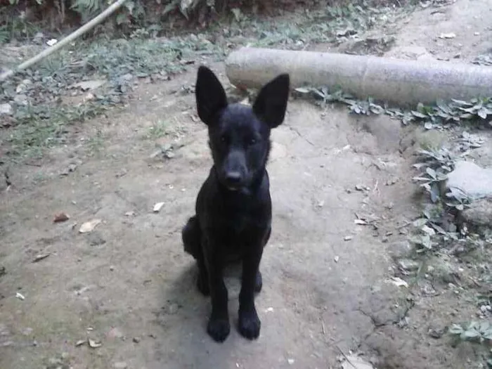 Cachorro ra a SRD idade 2 a 6 meses nome Belinha