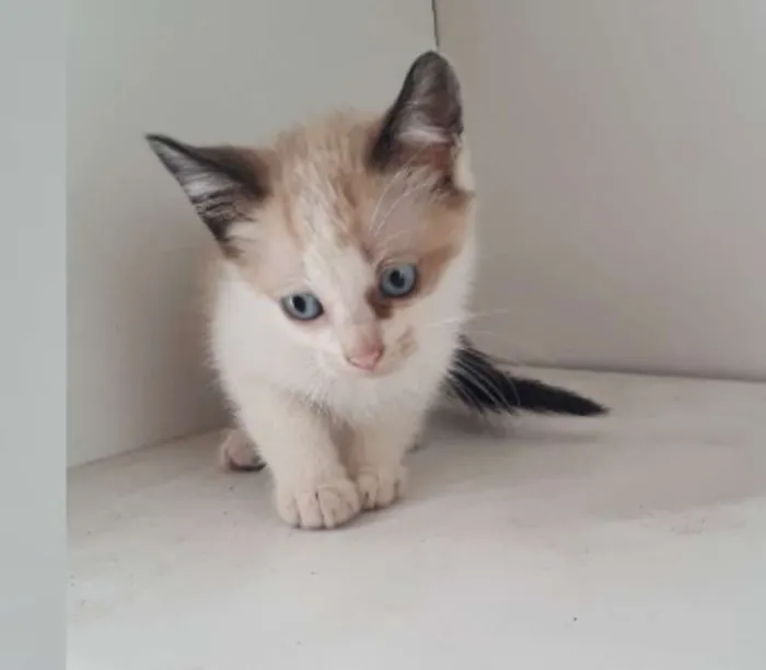 Gato ra a SRD idade Abaixo de 2 meses nome BARTOLOMEU