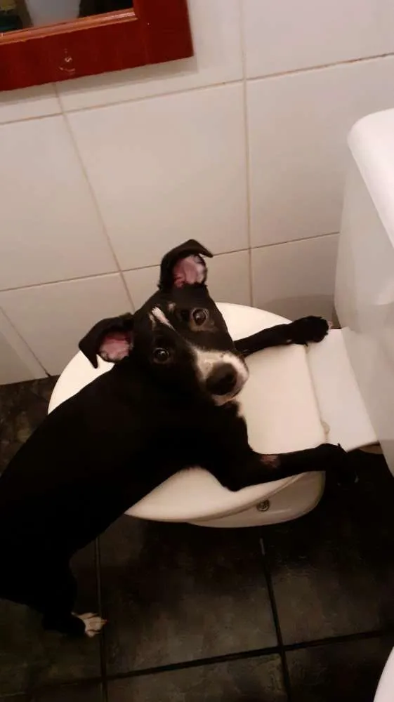Cachorro ra a Vira lata idade 7 a 11 meses nome Stela