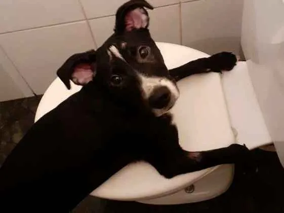 Cachorro ra a Vira lata idade 7 a 11 meses nome Stela