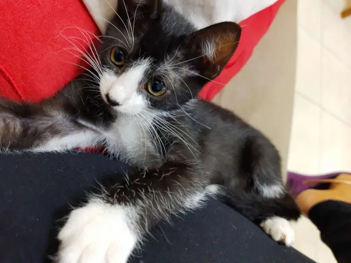 Gato ra a  idade 2 a 6 meses nome Romeu