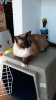 Coalinha
