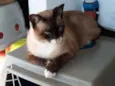 Coalinha