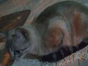 Gato raça Não identificada idade 7 a 11 meses nome Sem nome por enquant