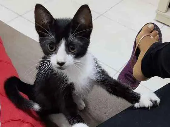 Gato ra a  idade 2 a 6 meses nome Romeu