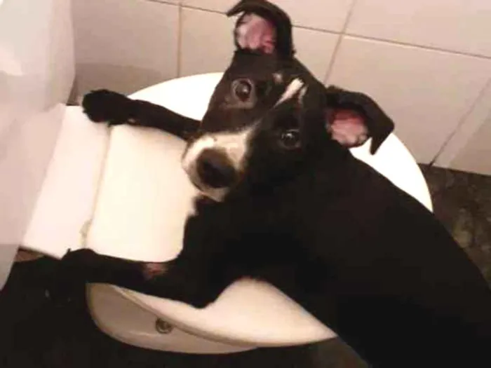 Cachorro ra a Vira lata idade 7 a 11 meses nome Stela