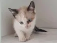 BARTOLOMEU