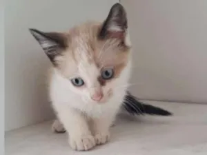 Gato raça SRD idade Abaixo de 2 meses nome BARTOLOMEU