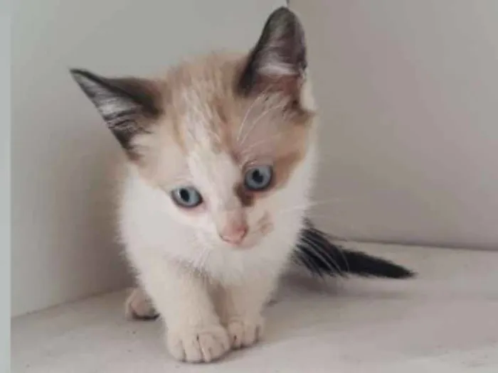 Gato ra a SRD idade Abaixo de 2 meses nome BARTOLOMEU