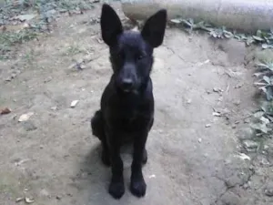 Cachorro raça SRD idade 2 a 6 meses nome Belinha