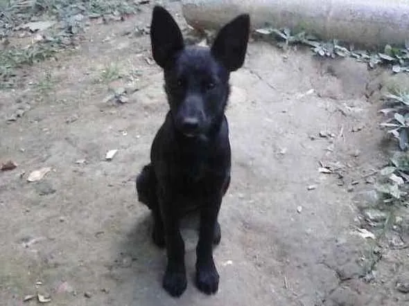 Cachorro ra a SRD idade 2 a 6 meses nome Belinha