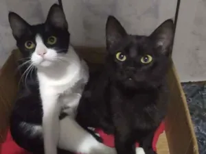 Gato raça SRD idade 2 a 6 meses nome Sem nome