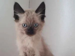 Gato raça SRD idade Abaixo de 2 meses nome LULY