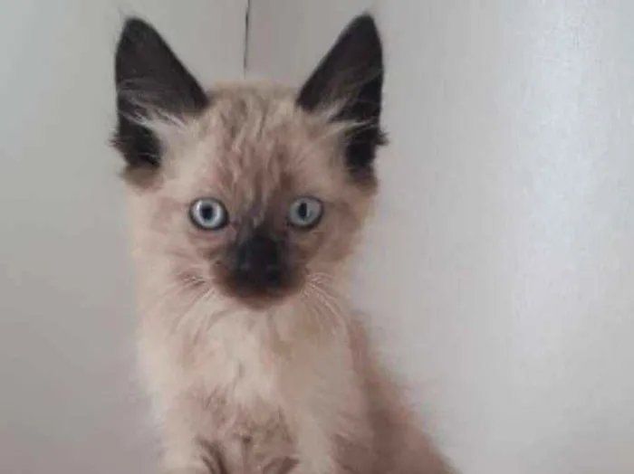 Gato ra a SRD idade Abaixo de 2 meses nome LULY