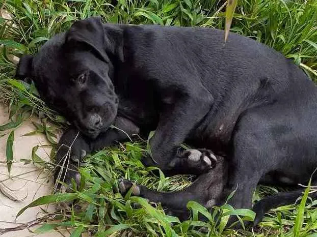 Cachorro ra a Vira lata idade 2 a 6 meses nome Odim