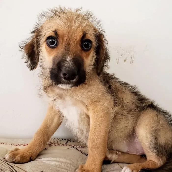 Cachorro ra a SRD idade 2 a 6 meses nome Magali