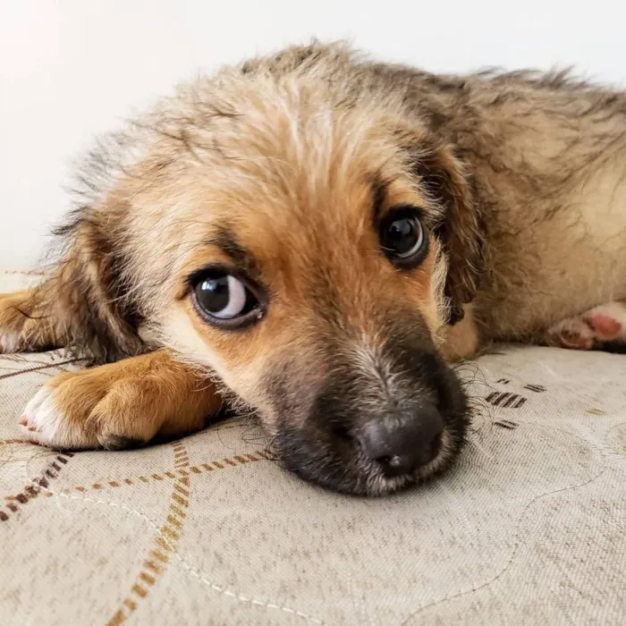 Cachorro ra a SRD idade 2 a 6 meses nome Magali