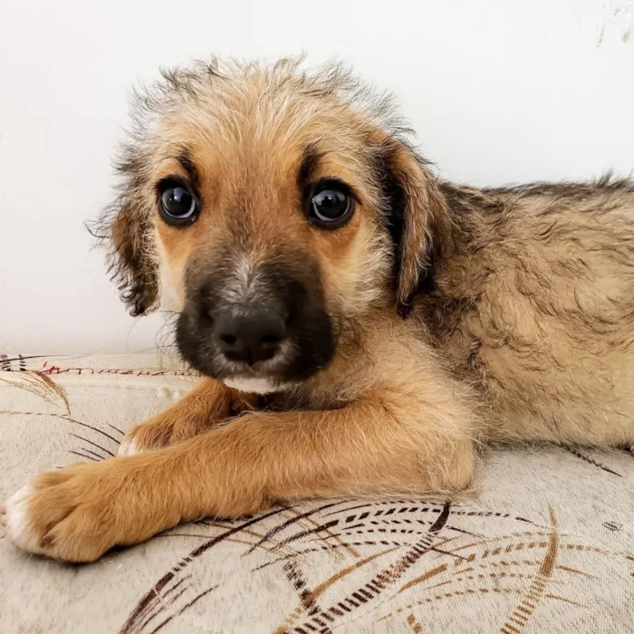 Cachorro ra a SRD idade 2 a 6 meses nome Magali