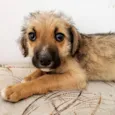 Magali