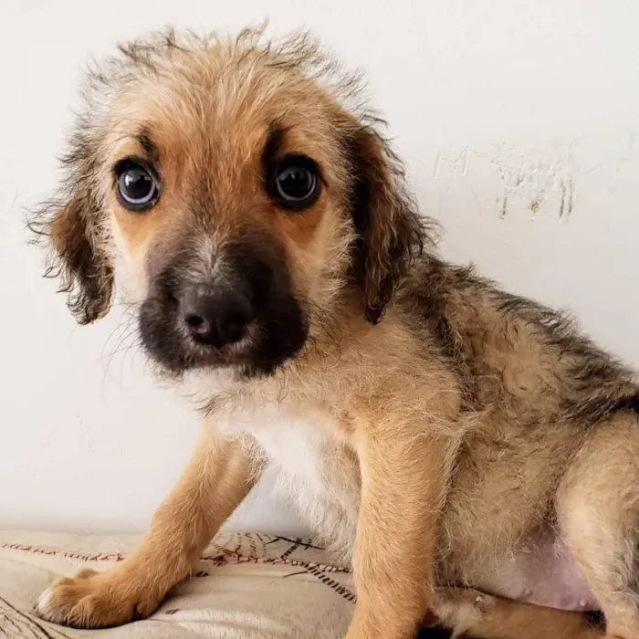 Cachorro ra a SRD idade 2 a 6 meses nome Magali