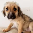 Magali