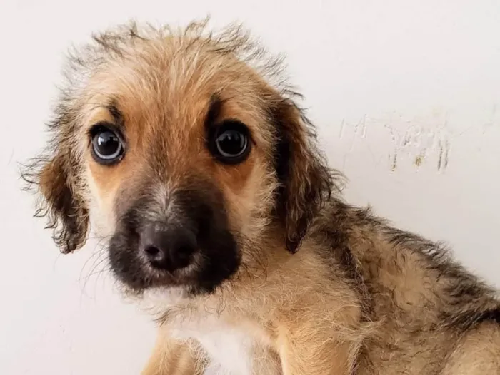 Cachorro ra a SRD idade 2 a 6 meses nome Magali