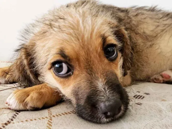 Cachorro ra a SRD idade 2 a 6 meses nome Magali