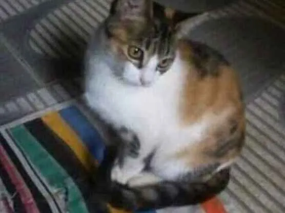 Gato ra a Desconhecida idade 2 a 6 meses nome Chitara