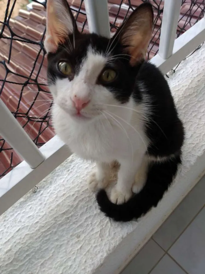 Gato raça Srd idade 2 a 6 meses nome Jonhy