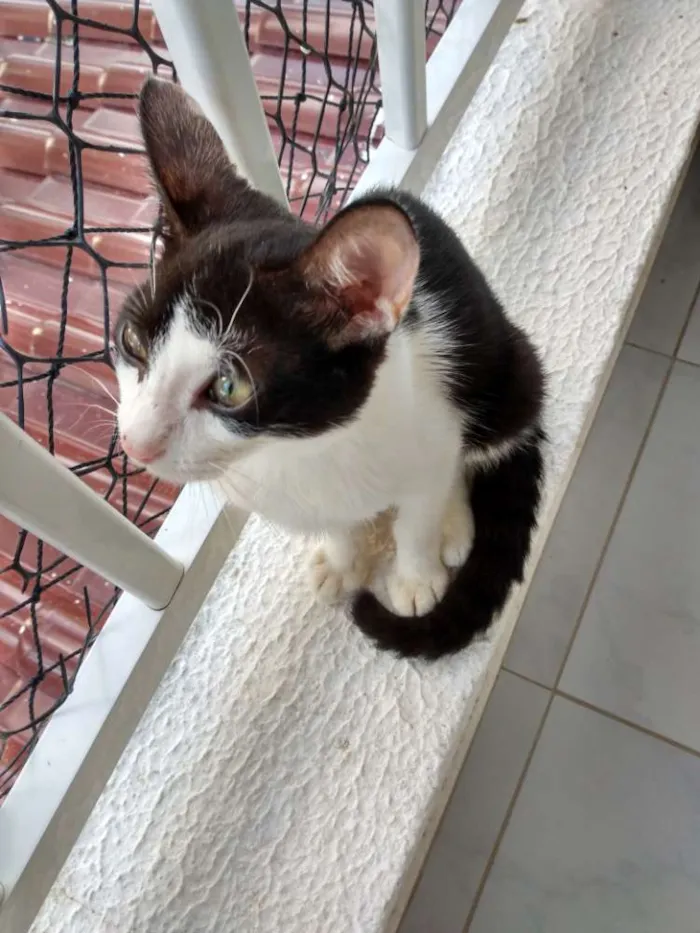 Gato raça Srd idade 2 a 6 meses nome Jonhy
