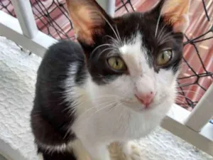 Gato raça Srd idade 2 a 6 meses nome Jonhy