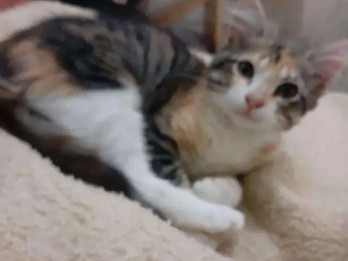 Gato ra a Não sei idade 2 a 6 meses nome Abençoada