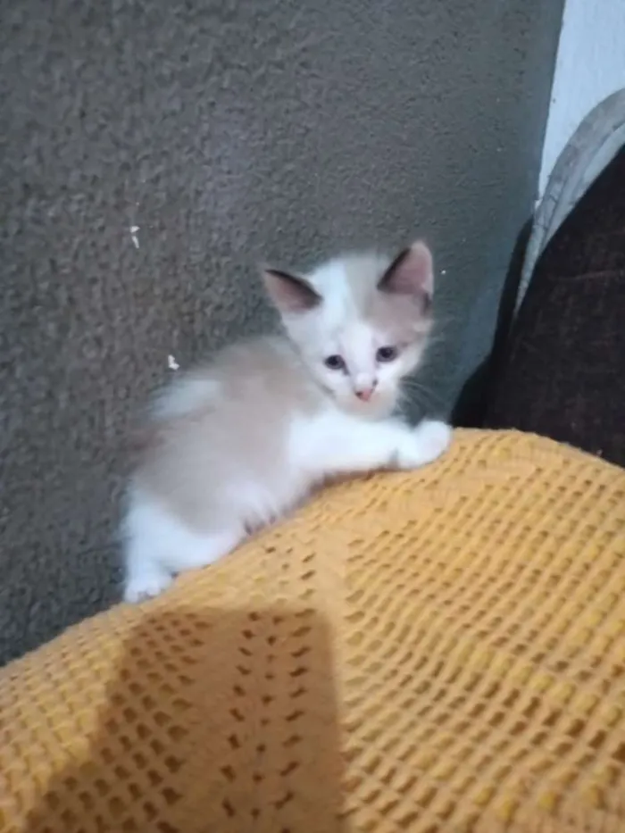 Gato ra a Sem definição idade Abaixo de 2 meses nome Gatinhos