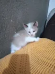 Gatinhos