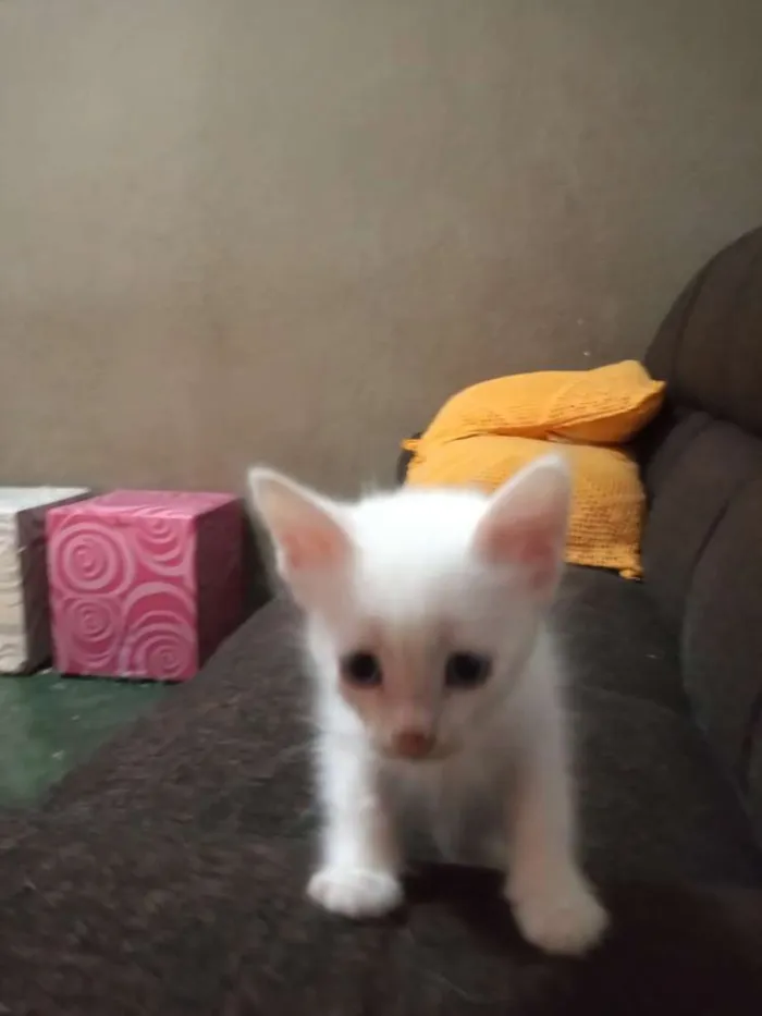 Gato ra a Sem definição idade Abaixo de 2 meses nome Gatinhos