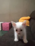 Gatinhos