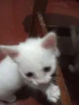 Gatinhos