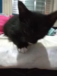 Gatinhos