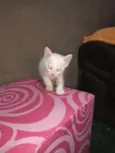 Gatinhos