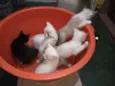 Gatinhos