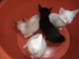 Gatinhos
